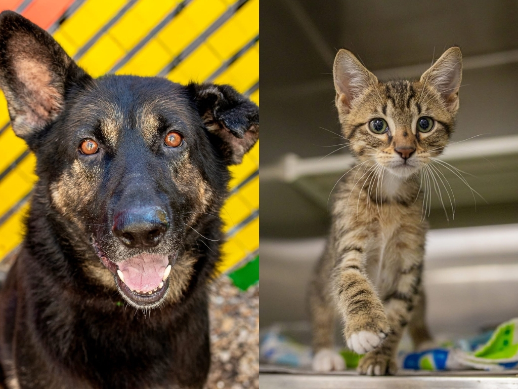 Fur-Friday: Forever homes, second chances. HSNT shares weekly adoption opps