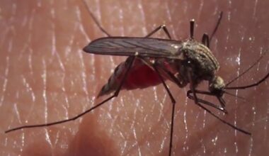 NY health officials report local resident infected with West Nile virus
