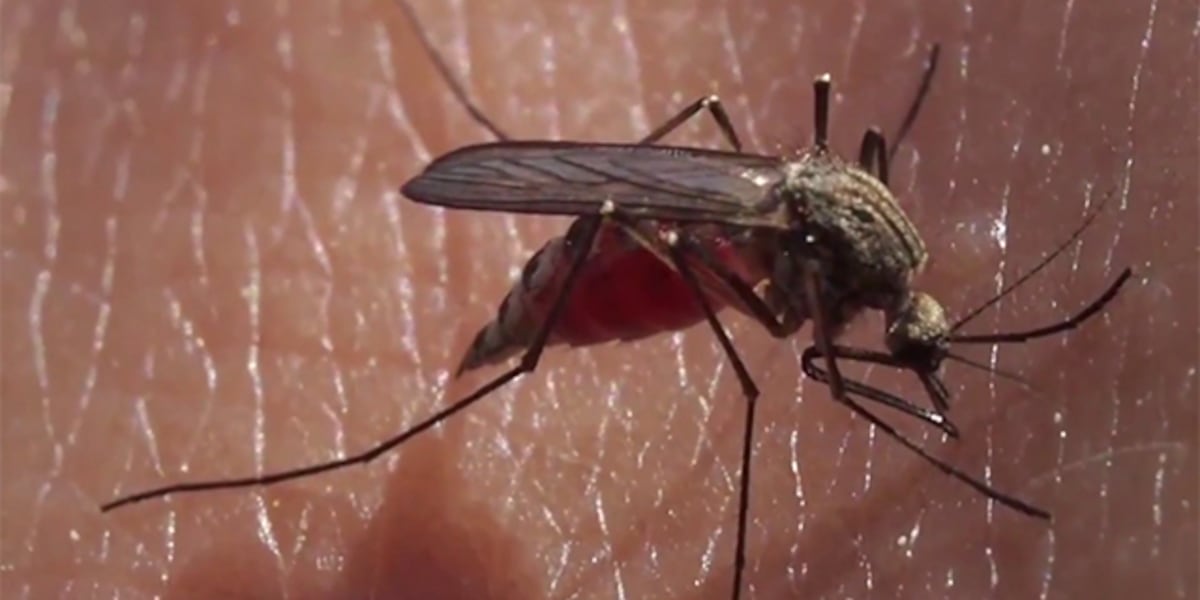 NY health officials report local resident infected with West Nile virus