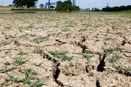 The Trammell Crow Lake at Trinity Park in Dallas, Texas is experiencing drought this summer,...