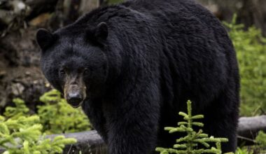 NC Wildlife Resources Commission warns residents of seasonal rise in black bear sightings
