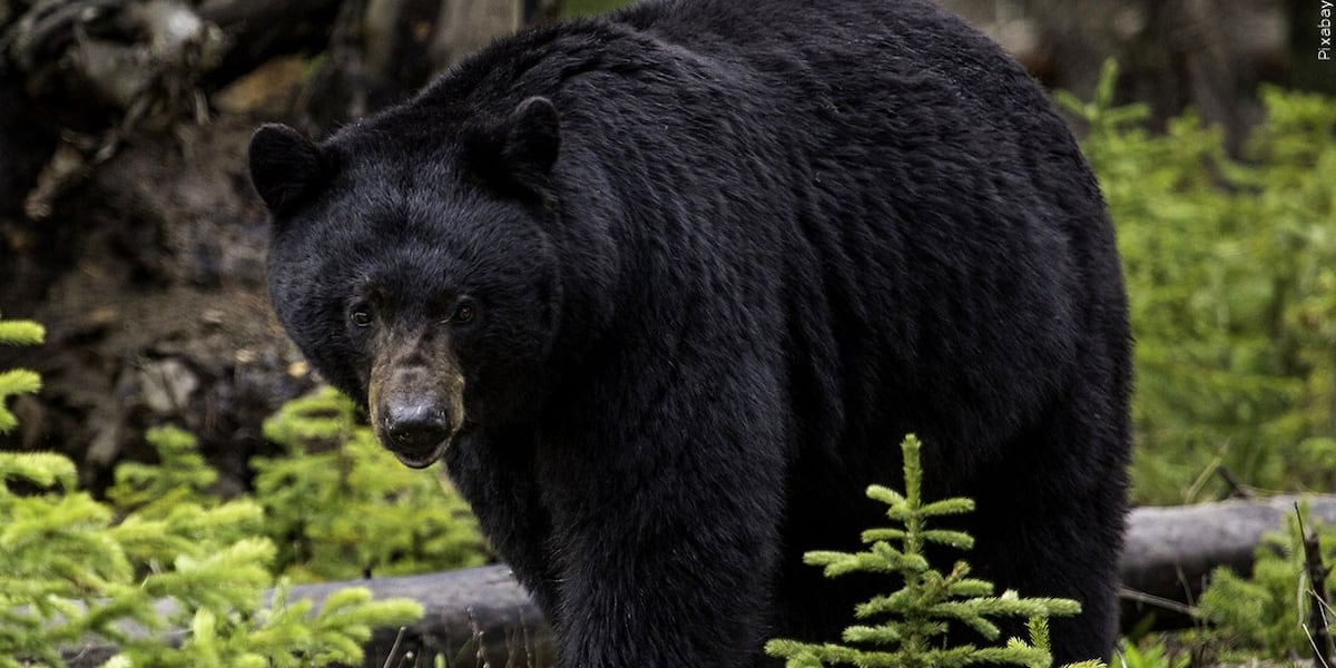 NC Wildlife Resources Commission warns residents of seasonal rise in black bear sightings