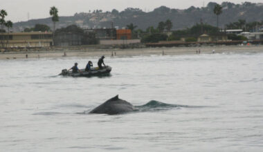 NOAA reports sharp increase in whale entanglements U.S. Coasts