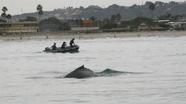 NOAA reports sharp increase in whale entanglements U.S. Coasts