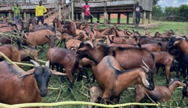 PHOTOS: NAGRC&DB Develops New Super Goat Breed from Only One Indigenous Genetics