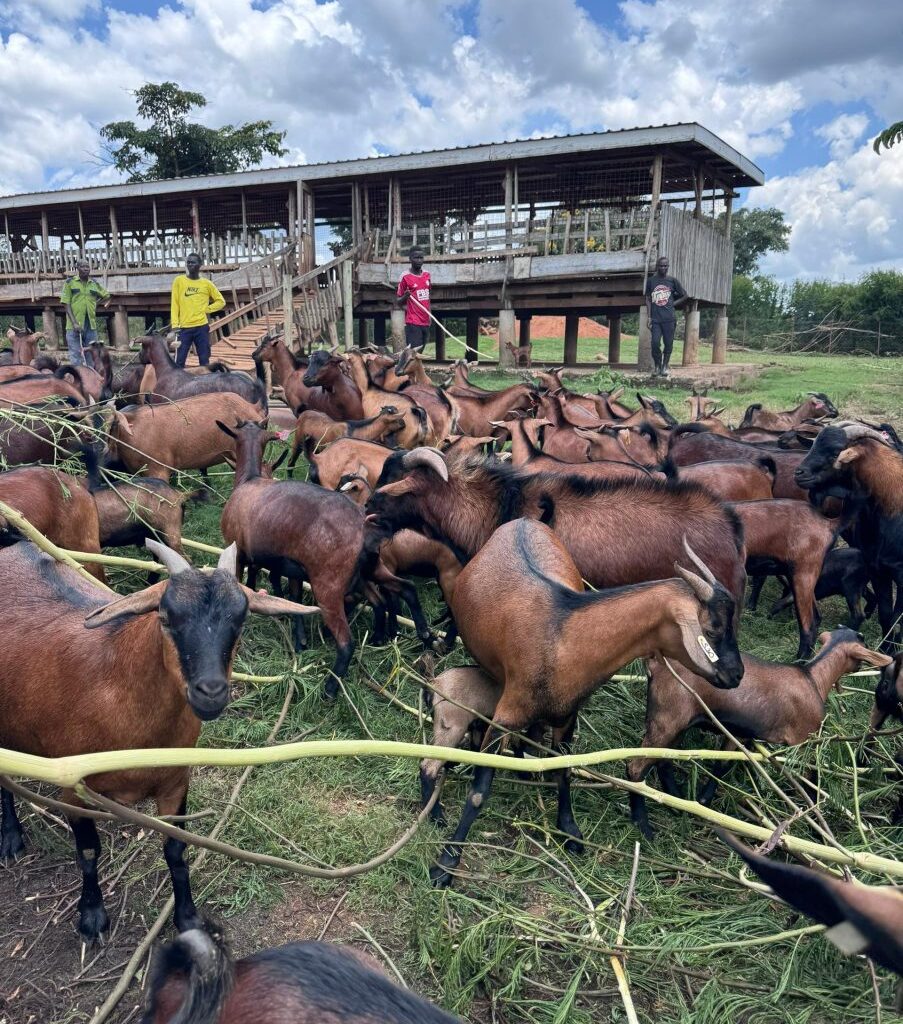 PHOTOS: NAGRC&DB Develops New Super Goat Breed from Only One Indigenous Genetics