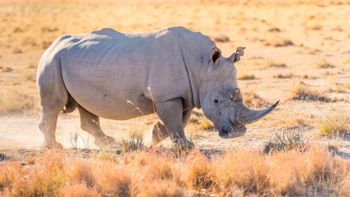 10 Wild Facts You May Know About These Horned Giants