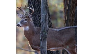 What you need to know about illness threatening Pennsylvania deer