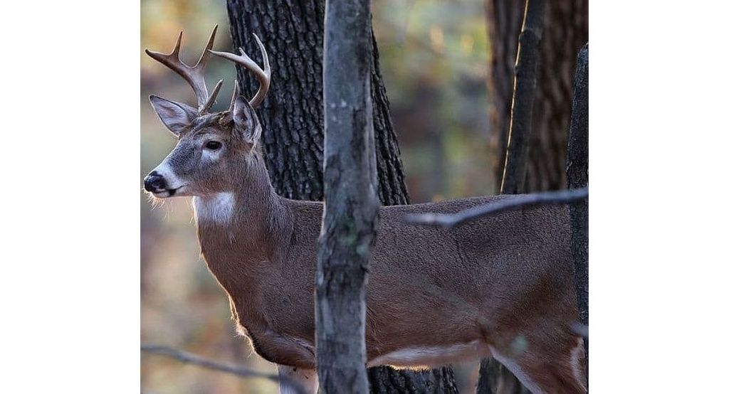 What you need to know about illness threatening Pennsylvania deer