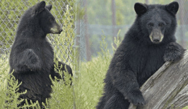 'Barely' getting by: Local wildlife park asks for help feeding black bear