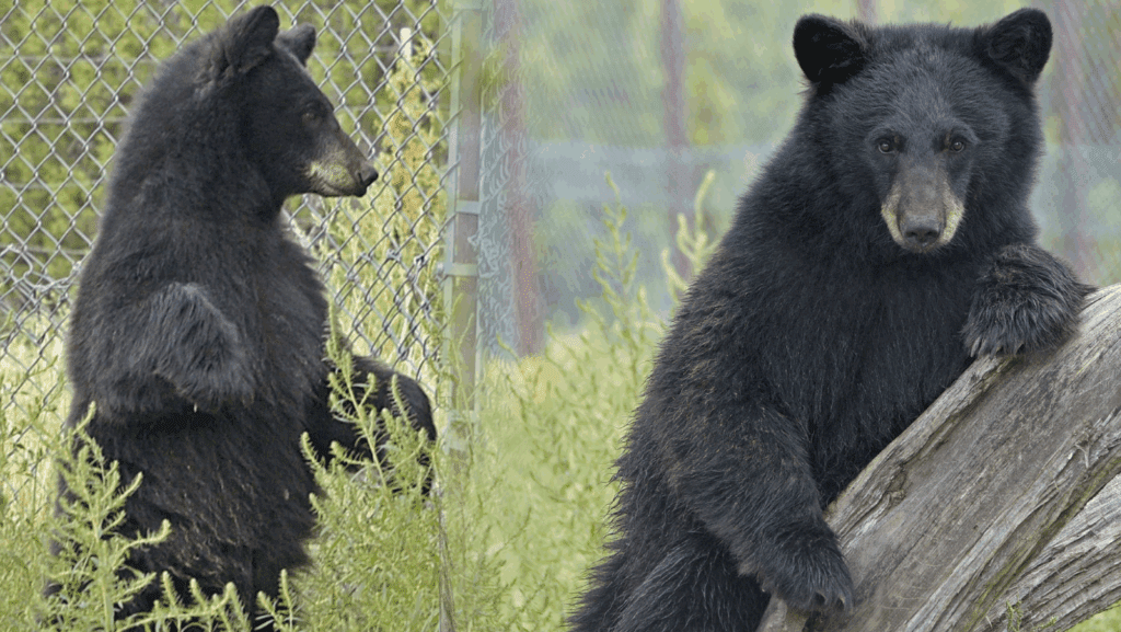 'Barely' getting by: Local wildlife park asks for help feeding black bear