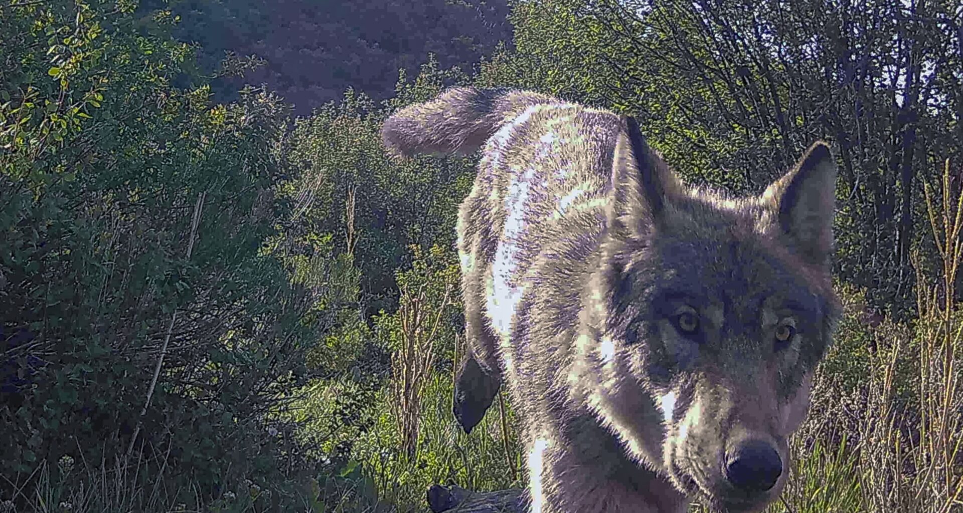 Wolf that killed sheep in Rio Blanco County was the Copper Creek pup, DNA tests show
