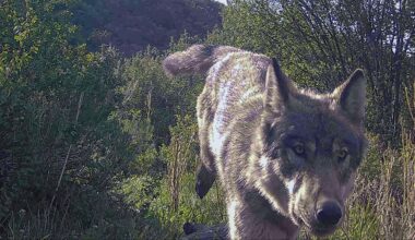 Wolf that killed sheep in Rio Blanco County was the Copper Creek pup, DNA tests show