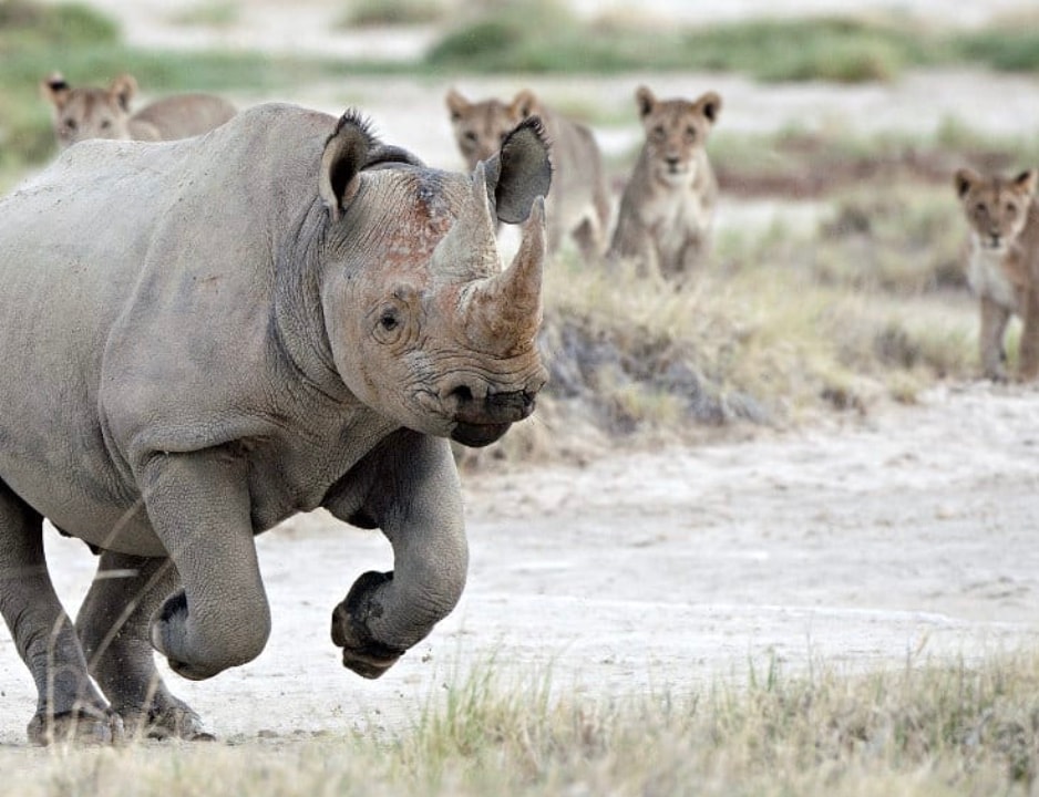 World Rhino Day 2025: 10 Wild Facts You May Know About These Horned Giants