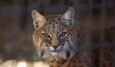 Watch: A bobcat crashed our Beaverton beaver stakeout
