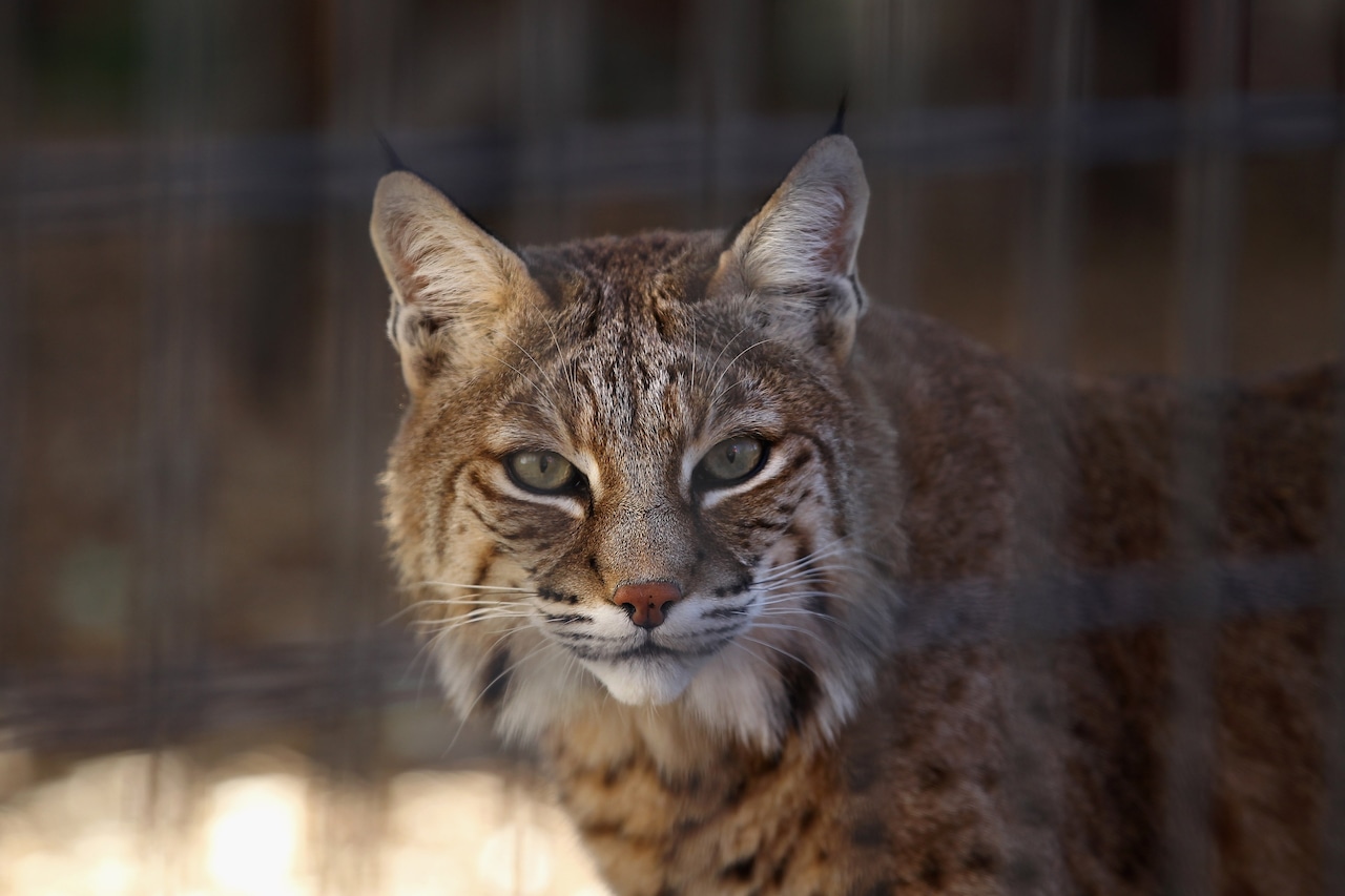 Watch: A bobcat crashed our Beaverton beaver stakeout