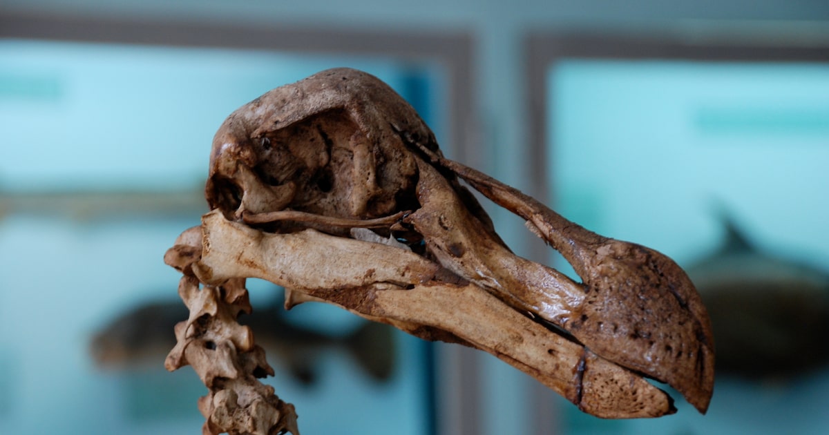 Resurrection of dodo bird one step closer thanks to ‘breakthrough,’ says Dallas’ Colossal
