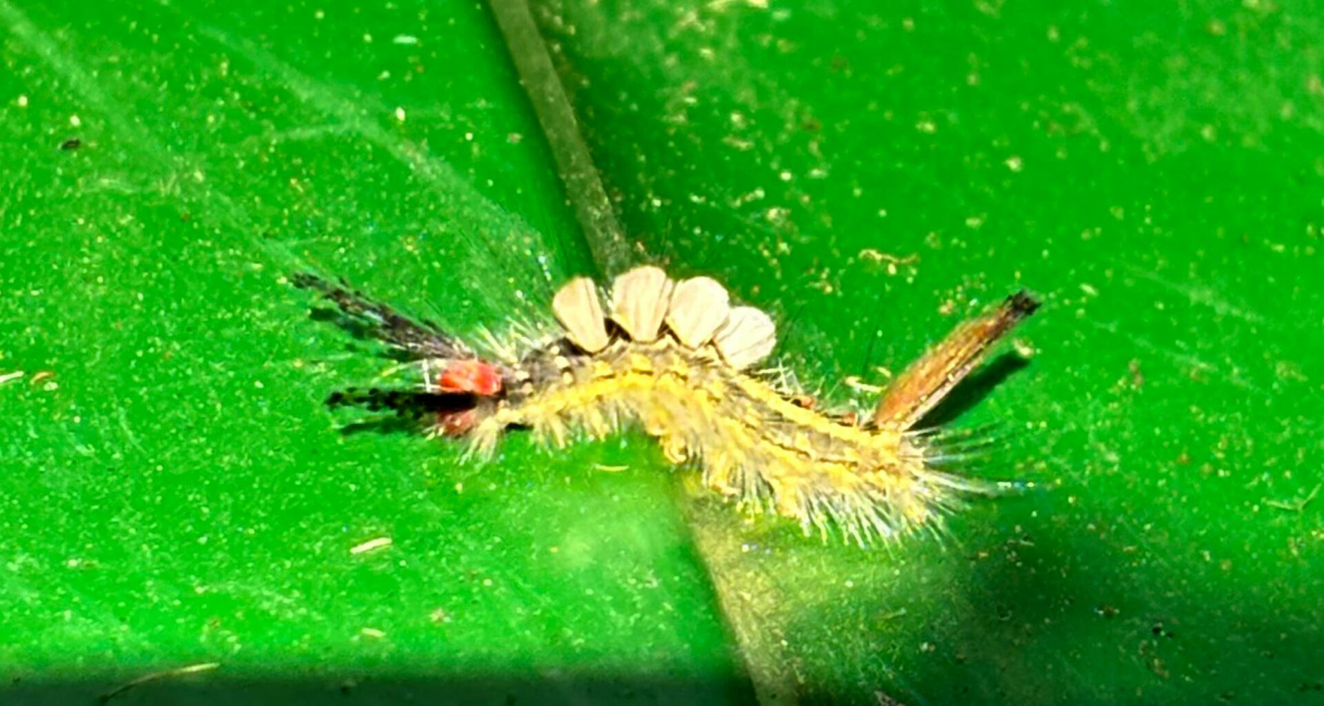 Tussock moth caterpillars can sting