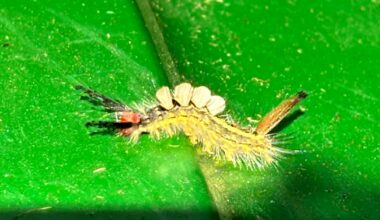 Tussock moth caterpillars can sting