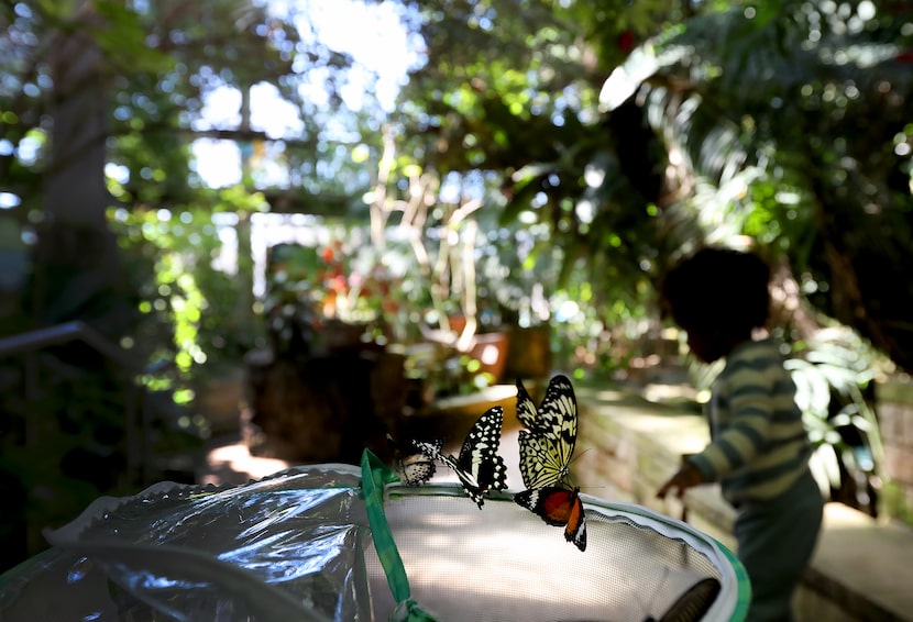 The Butterfly Garden at the Texas Discovery Gardens is the historic venue's main attraction,...