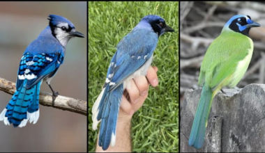 Rare hybrid bird found in San Antonio backyard