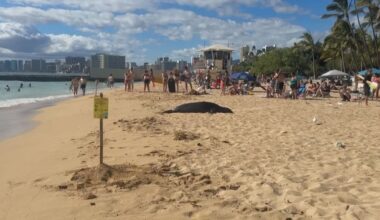 Monk seal spotted at Kaimana Beach