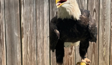 Kentucky teacher turns invasive carp into food for injured birds of prey