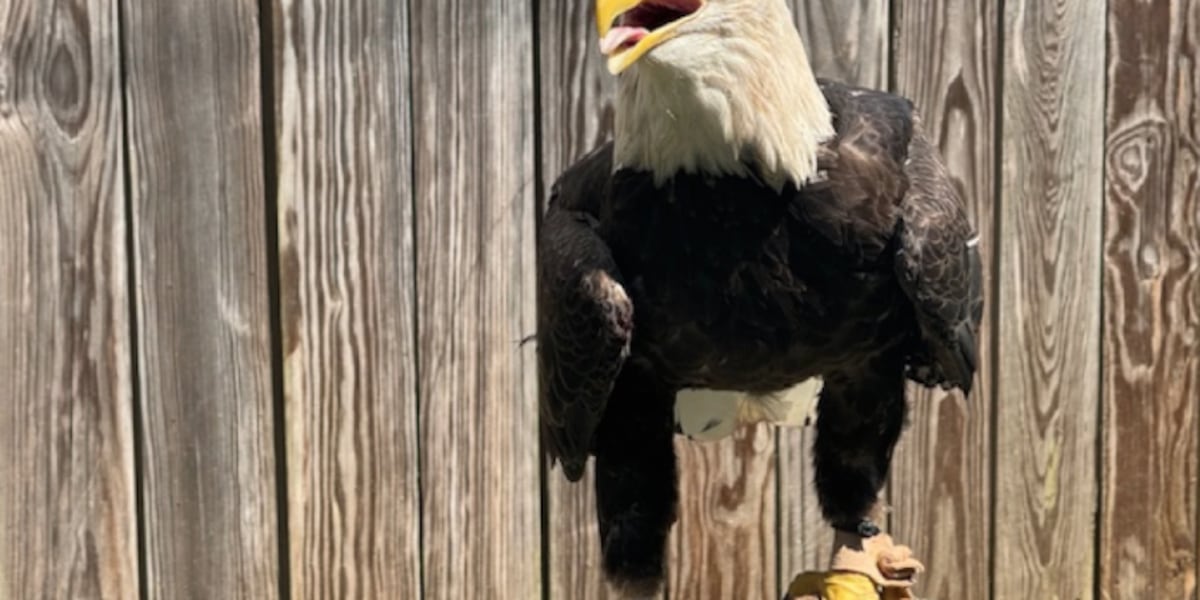 Kentucky teacher turns invasive carp into food for injured birds of prey