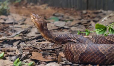 Maryland copperheads: What to know as the snakes become more active