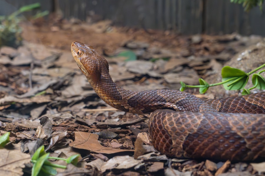 Maryland copperheads: What to know as the snakes become more active