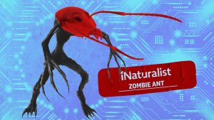 AI is zombifying our brains. The iNaturalist saga shows we can fight back