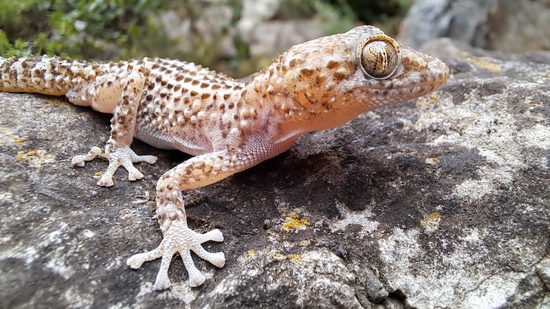 Extreme Temperatures Alter Species Reproduction – Eurasia Review