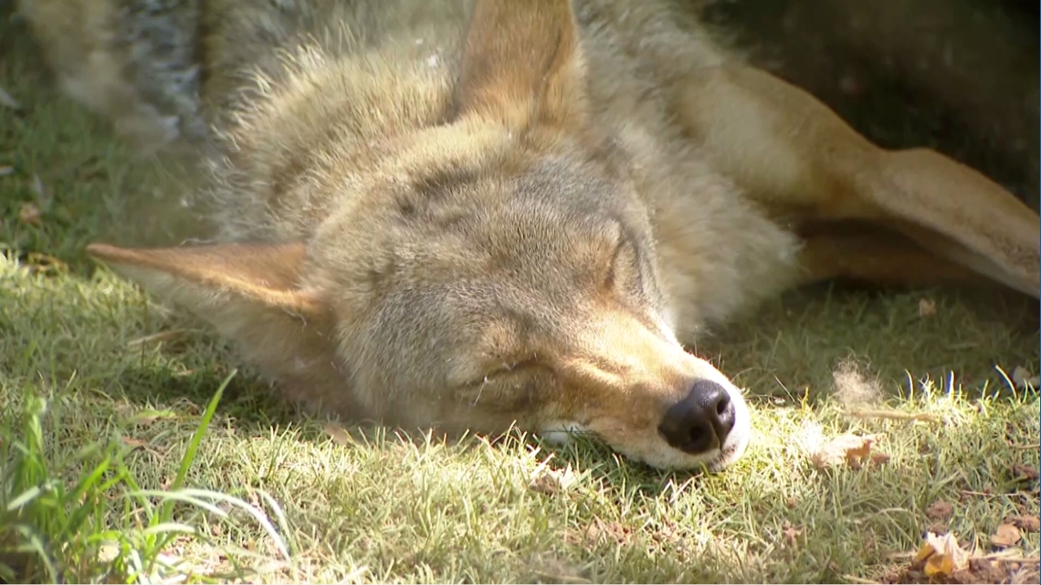 San Diego sees rise in wildlife sightings this summer