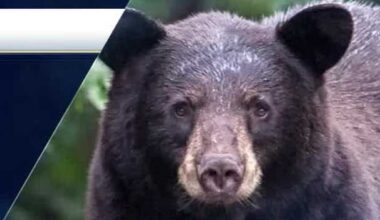 Application window opens for Florida's bear hunt