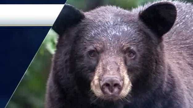 Application window opens for Florida's bear hunt