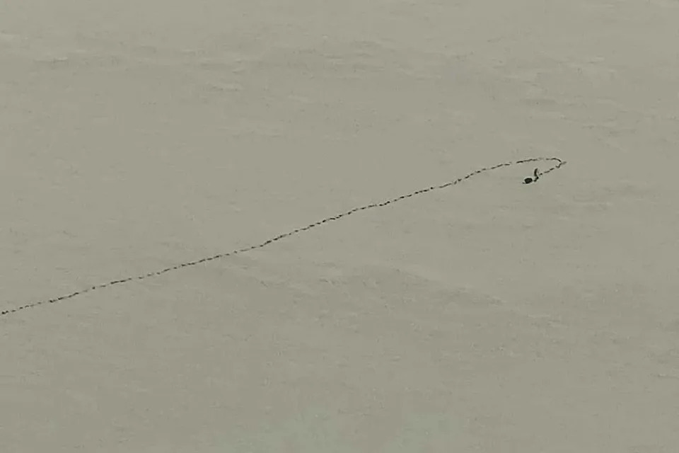 A camel making a U-turn on its way to the waters of Lake Eyre after becoming stuck. 