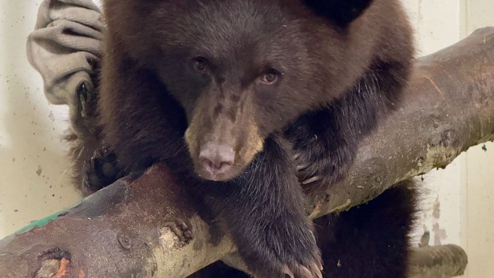 Two orphaned black bear cubs are now living at the newly-completed Bear Ridge. (Cincinnati Zoo){ }