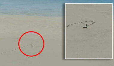 Pilot captures animal's huge mistake in Aussie outback during tourist flight: 'A rare one'