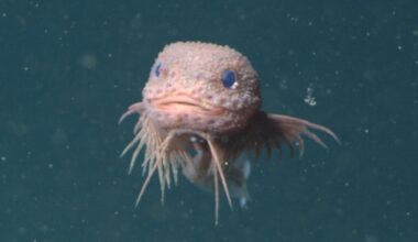 Scientists Film Adorable and Never-Before-Seen Snailfish Two Miles Below Ocean