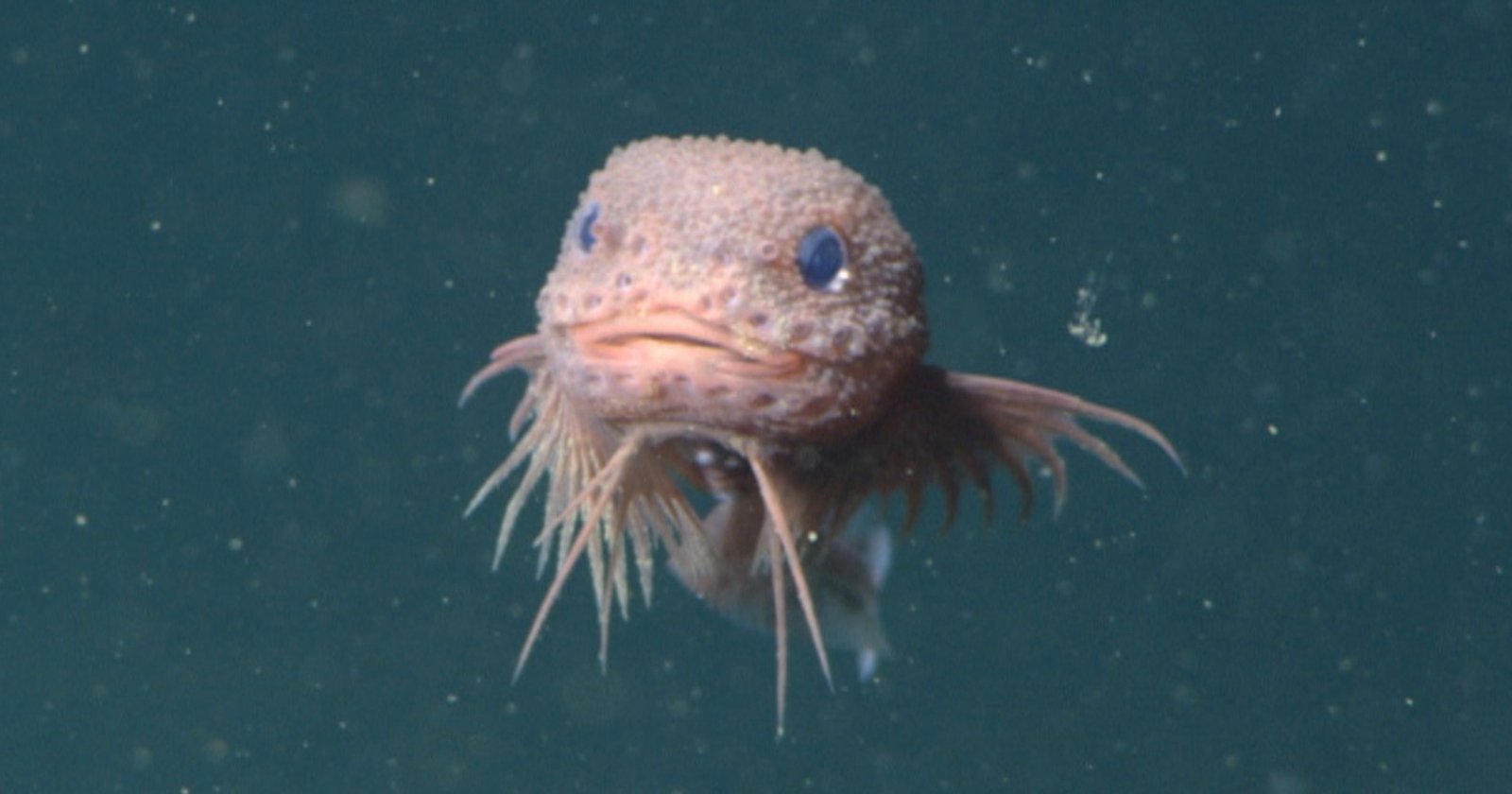 Scientists Film Adorable and Never-Before-Seen Snailfish Two Miles Below Ocean