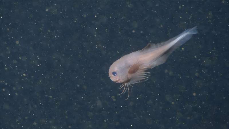 The bumpy snailfish (Careproctus colliculi) has a distinctive pink color, pectoral fins with long fin rays, and a unique bumpy texture. Credit: 2019 MBARI Advanced underwater technology reveals a new species of deep-sea snailfish