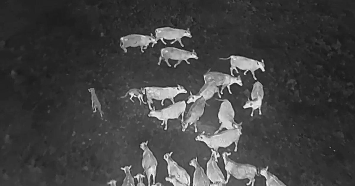 Wolf Predation Drones 