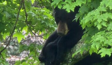 Panic After Bear Roams Through Upstate New York School
