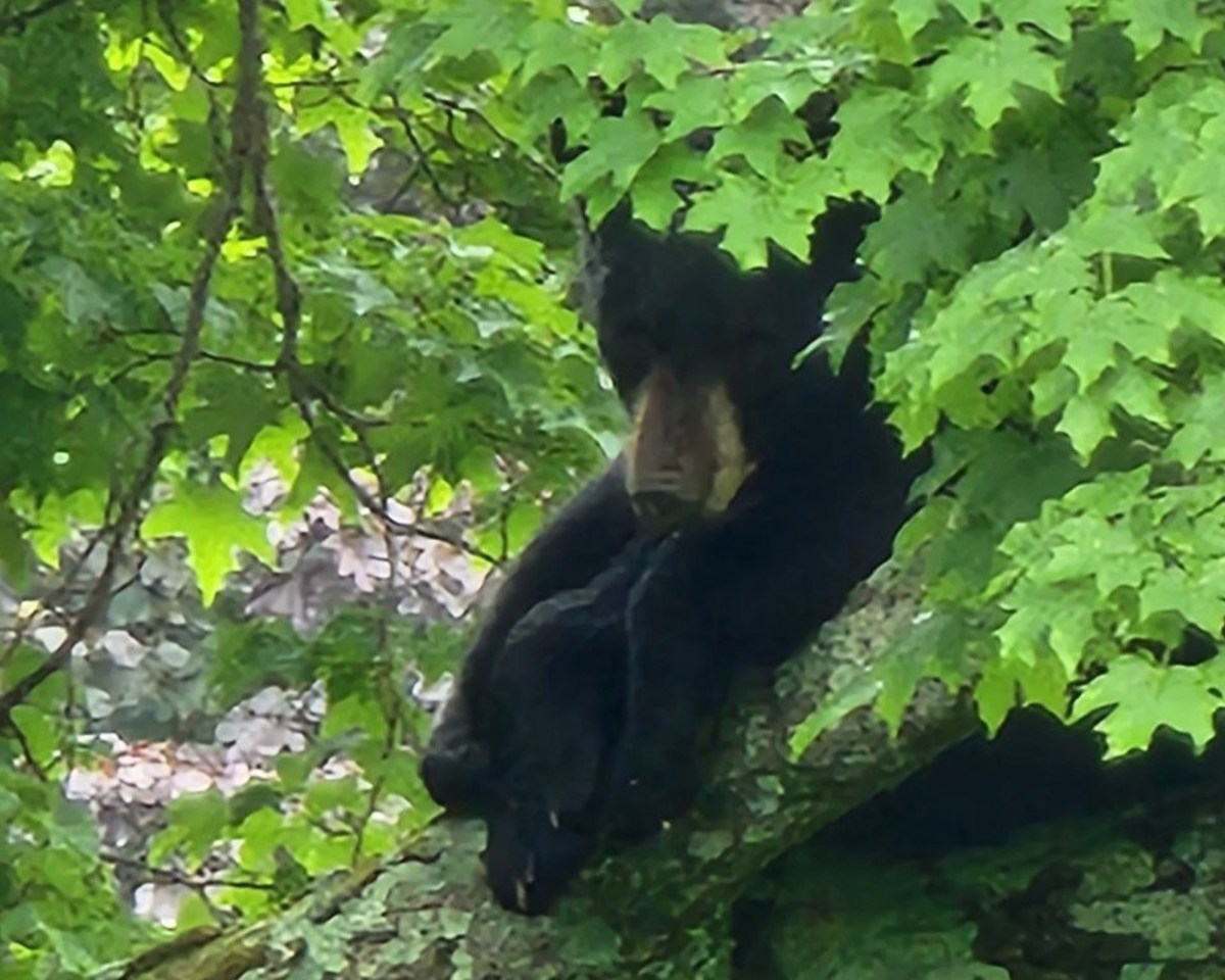 Panic After Bear Roams Through Upstate New York School