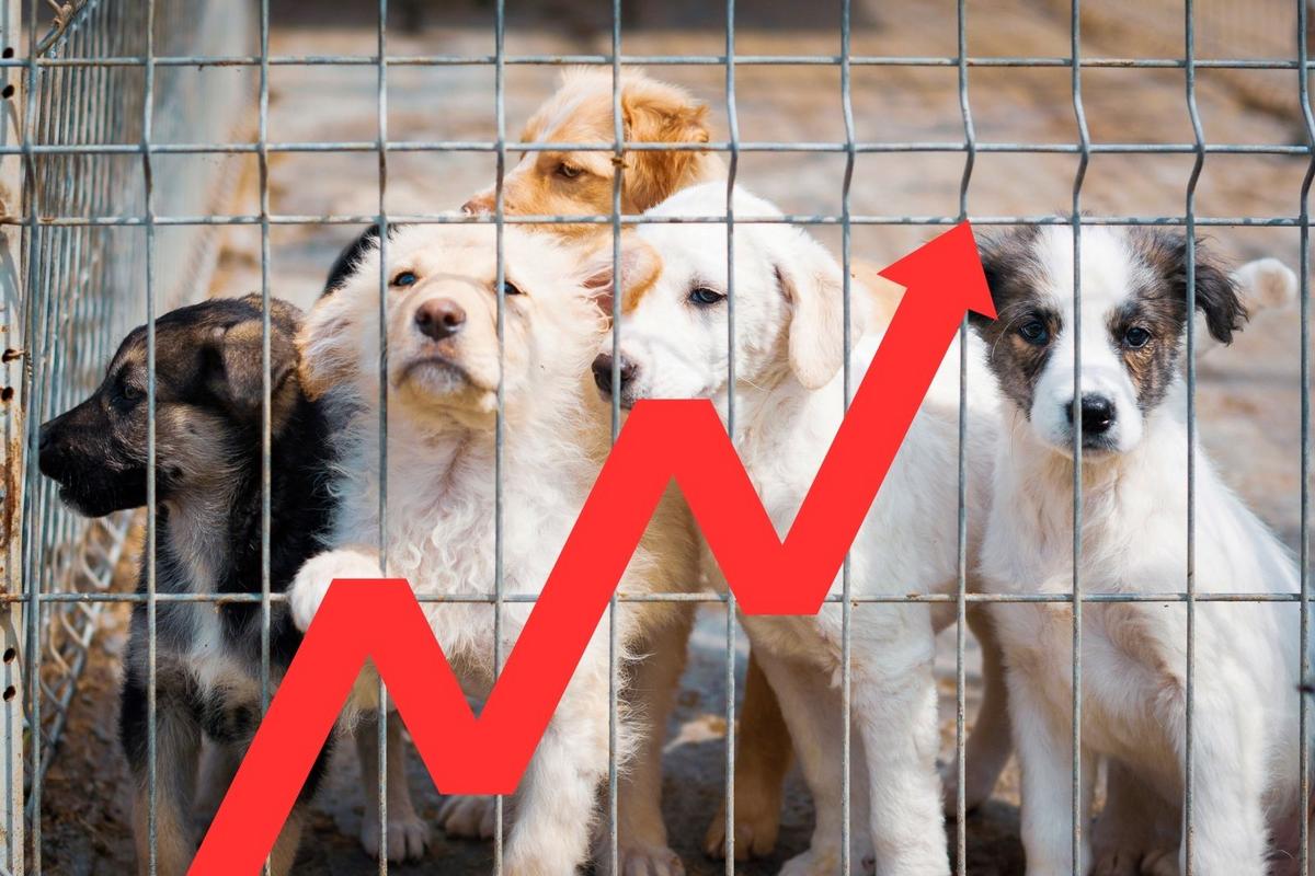 Rising Animal Cruelty Cases Spark Action In Upstate New York