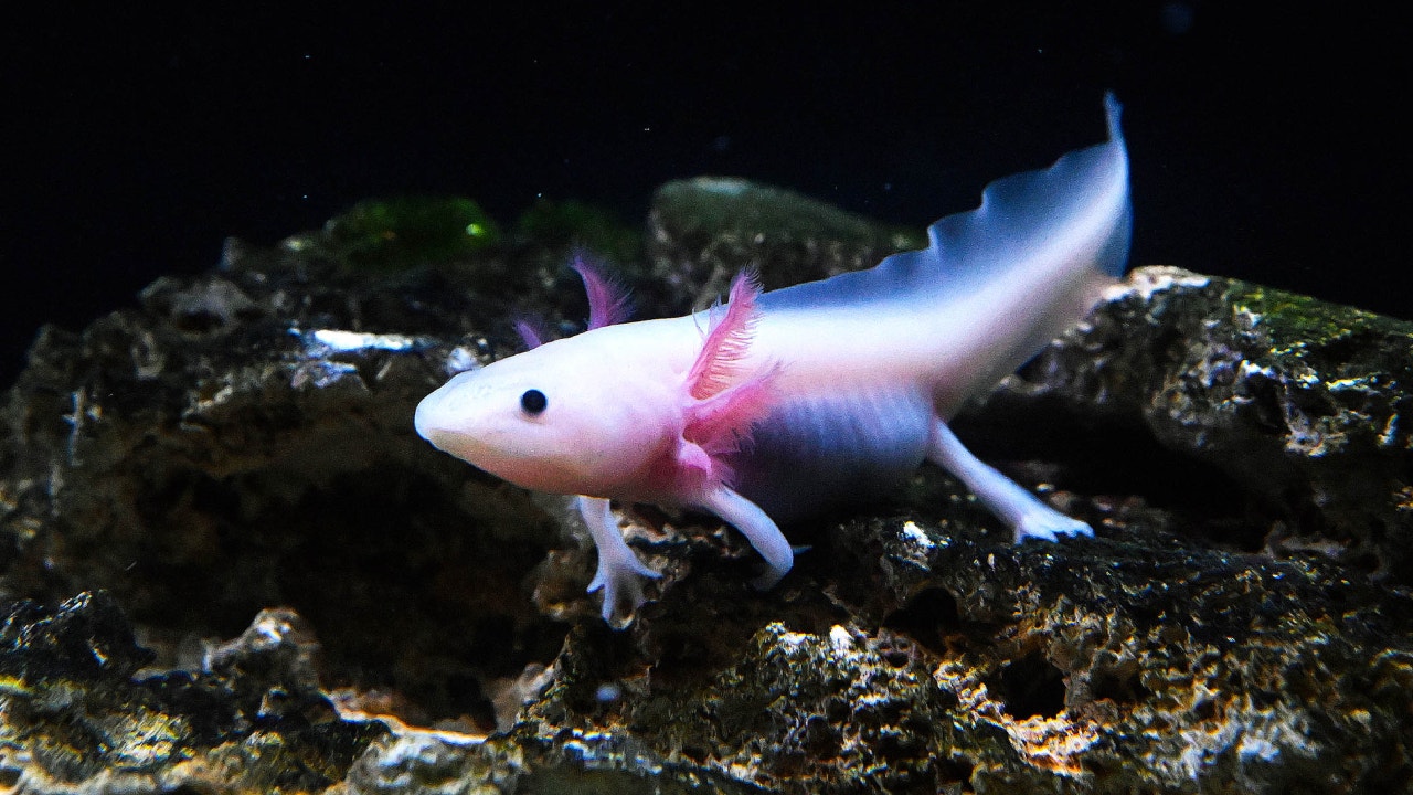 Brookfield Zoo Chicago asks public to help name rescued axolotl