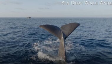 Second pair of sperm whales spotted in San Diego