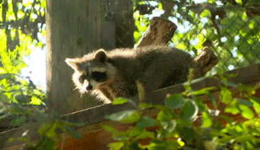 1 exposed to rabid raccoon in Horry Co.
