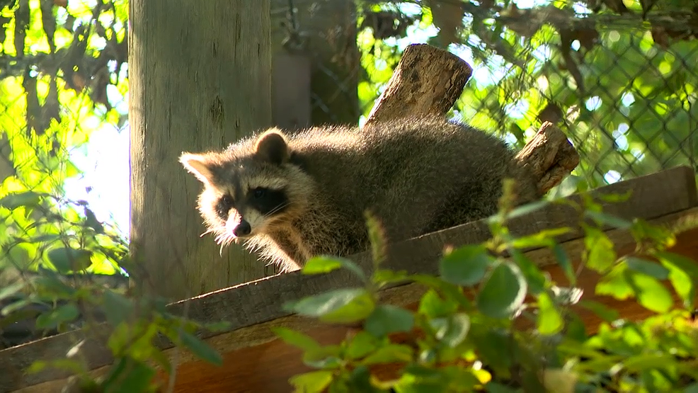 1 exposed to rabid raccoon in Horry Co.