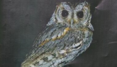 54 owls fell out of the Arizona sky, scientists investigating why